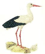 broderna von wrights vit stork oil on canvas